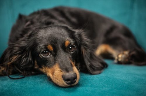 Mal di pancia del cane: 8 segnali di malessere thumb