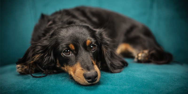 Mal di pancia del cane: 8 segnali di malessere cover