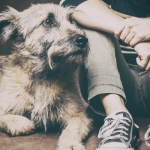 sono adatto ad avere un cane