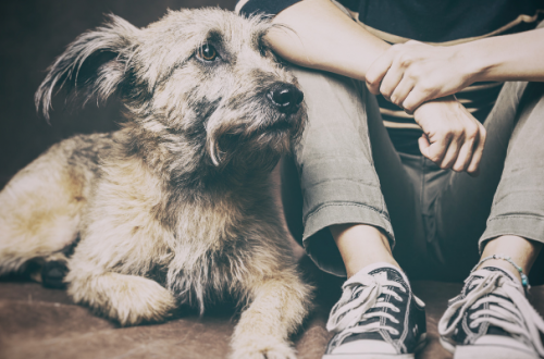Sono adatto ad avere un cane? thumb