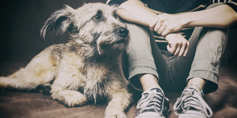 Sono adatto ad avere un cane? cover