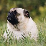 un carlino obeso disteso sul prato