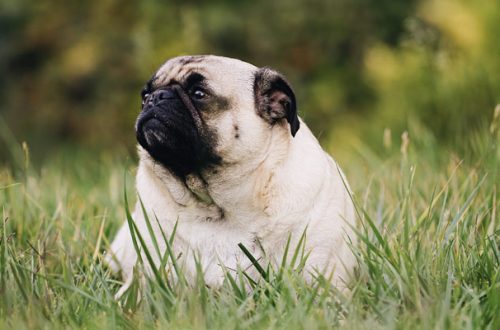Cane Carlino: come evitare che diventi obeso thumb