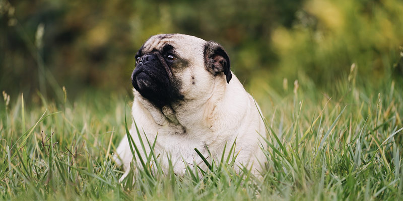 Cane Carlino: come evitare che diventi obeso cover