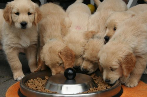 Alimentazione cane e gatto: multinazionali o aziende indipendenti? thumb