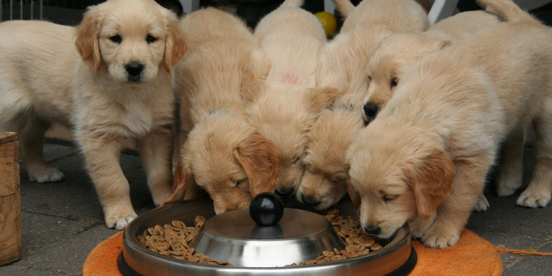 Alimentazione cane e gatto: multinazionali o aziende indipendenti? cover