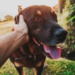 come approcciare un cane