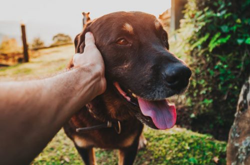 5 regole per approcciare un cane thumb