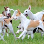 corretta interazione in area cani