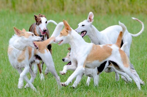 Area cani: 10 consigli per un’adeguata socializzazione thumb