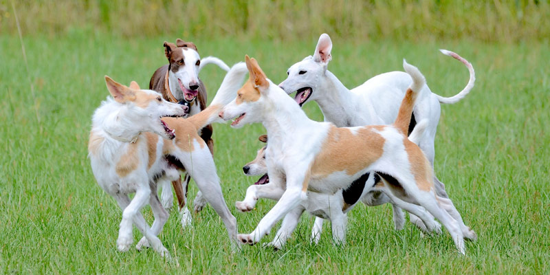 Area cani: 10 consigli per un’adeguata socializzazione cover