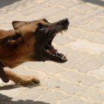 un cane aggressivo che attacca