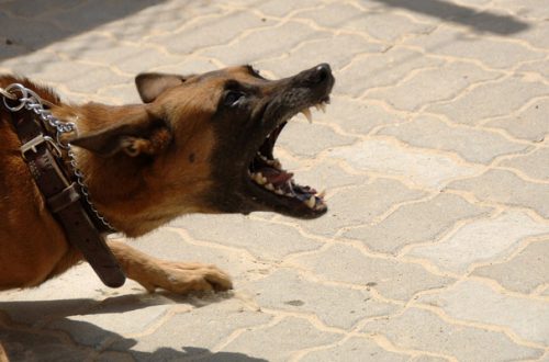 Aggressività, dominanza, pericolosità nel cane: le differenze thumb