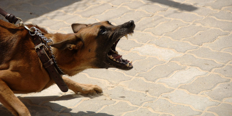Aggressività, dominanza, pericolosità nel cane: le differenze cover