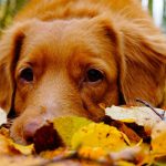 cani e gatti in autunno