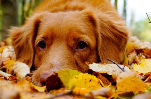 Cani e gatti: come affrontare l’autunno e l’arrivo del freddo thumb