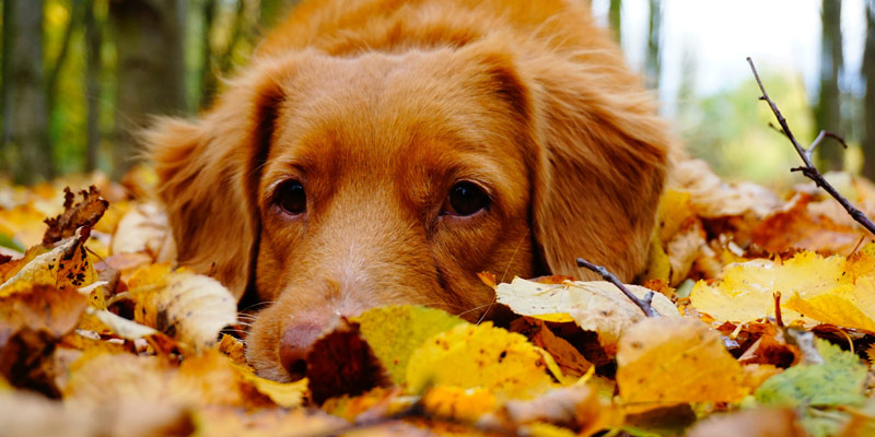 Cani e gatti: come affrontare l’autunno e l’arrivo del freddo cover