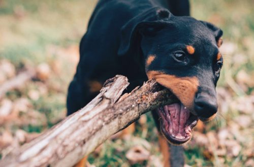 Come insegnare al cane a moderare il morso thumb