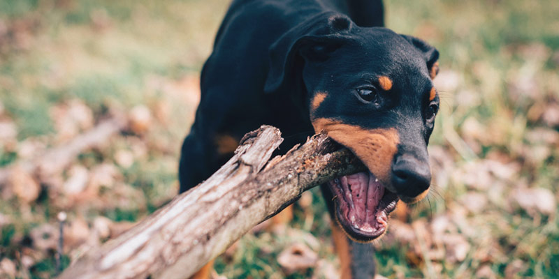 Come insegnare al cane a moderare il morso cover