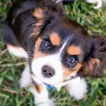 come educare un cucciolo di cane