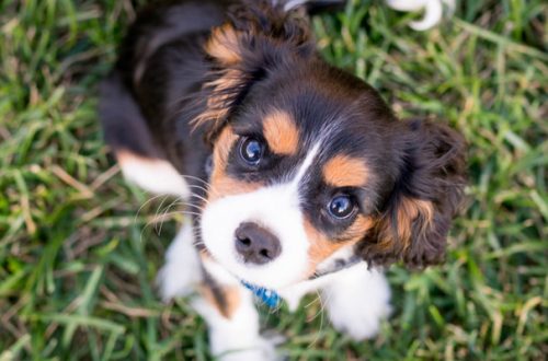 Cucciolo di cane: 7 regole per educarlo thumb