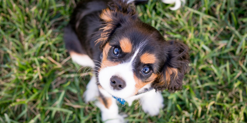 Cucciolo di cane: 7 regole per educarlo cover