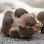 i cuscinetti plantari del cane