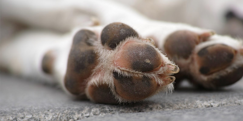 I cuscinetti plantari del cane: come prendersena cura cover