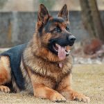 cane e giardino
