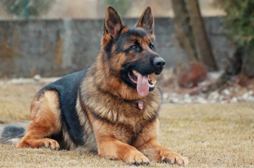 Cane e giardino: perché non è abbastanza thumb