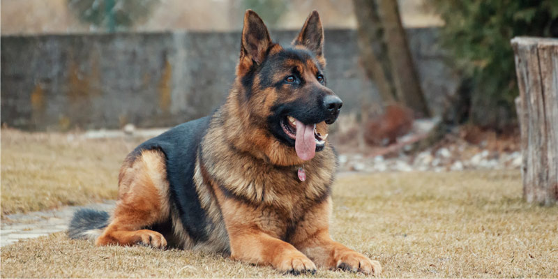 Cane e giardino: perché non è abbastanza cover