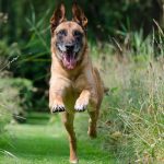 educazione del cane