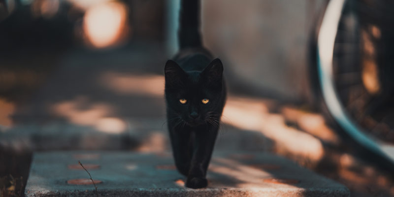 Gatti neri e Halloween: perché sono in pericolo? cover
