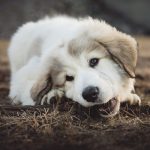 masticazione del cane