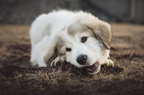 Masticazione del cane: come evitare che distrugga scarpe e altri oggetti thumb