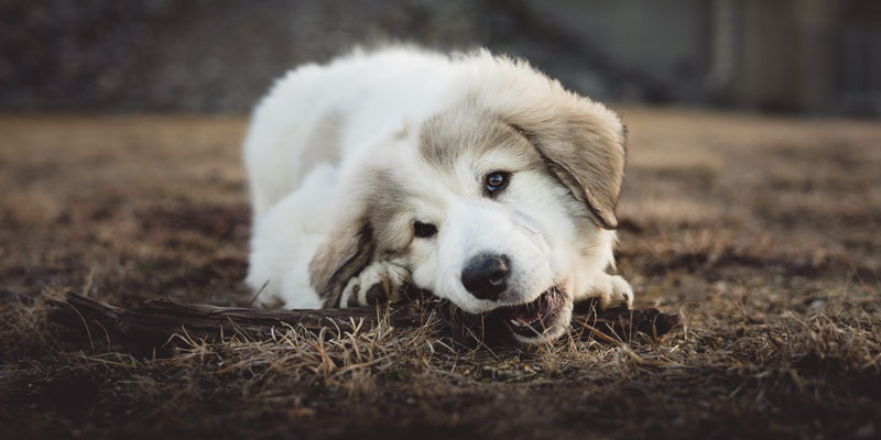 Masticazione del cane: come evitare che distrugga scarpe e altri oggetti cover