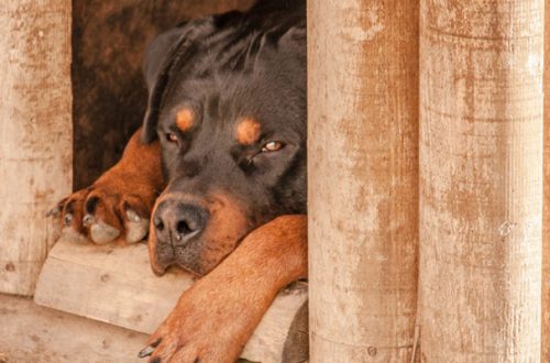 Pensione per cani: come scegliere la migliore thumb