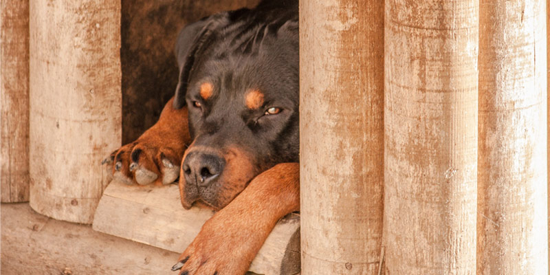 Pensione per cani: come scegliere la migliore cover