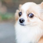 come reagisce il cane alla paura