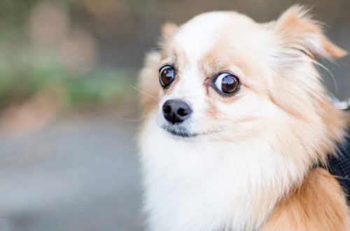 Fuga, aggressione, immobilità: come reagisce il cane alla paura thumb