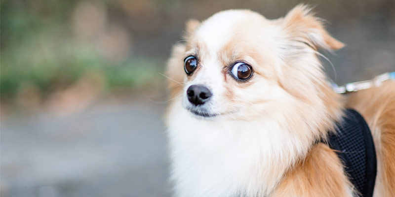 Fuga, aggressione, immobilità: come reagisce il cane alla paura cover