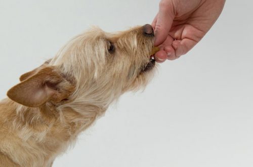 Cibo per cani: meglio umido o secco? thumb