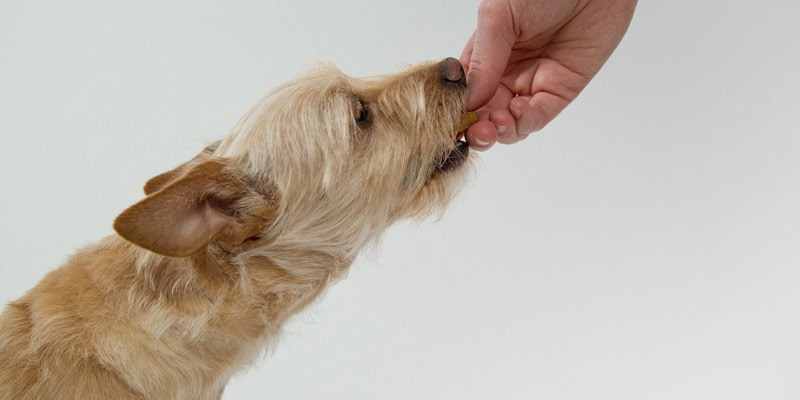 Cibo per cani: meglio umido o secco? cover