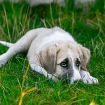 isolamento sociale del cane