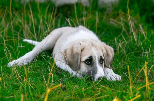 Isolamento sociale del cane: come evitarlo thumb