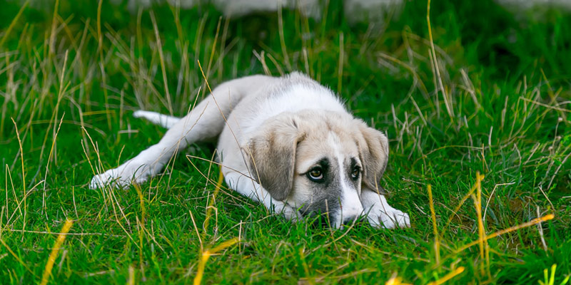 Isolamento sociale del cane: come evitarlo cover