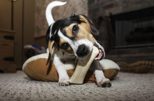 Snack per cane intollerante: come scegliere l’alimento giusto thumb