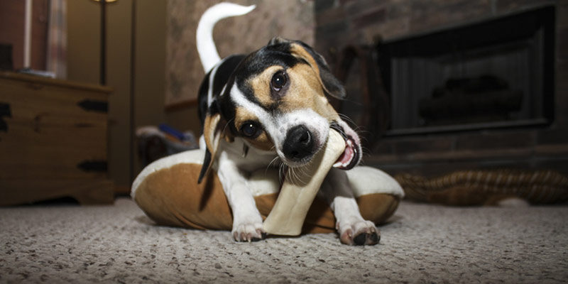 Snack per cane intollerante: come scegliere l’alimento giusto cover