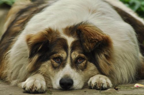Cane in sovrappeso: quali sono le conseguenze e come farlo dimagrire thumb
