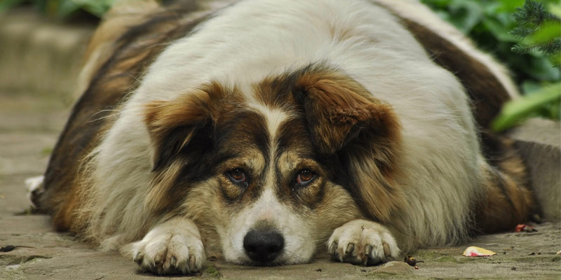 Cane in sovrappeso: quali sono le conseguenze e come farlo dimagrire cover